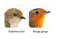 Zolux Nichoir Bois "Merise" - Destockage -Équilibre Animal 4 2 1