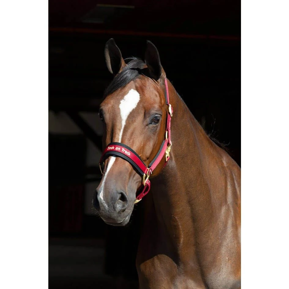 Back On Track Licol Werano Bordeaux Full – Image 2