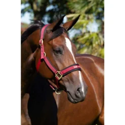 Back On Track Licol Werano Bordeaux Cob -Équilibre Animal back on track licol werano bordeaux la compagnie des animaux 3 1