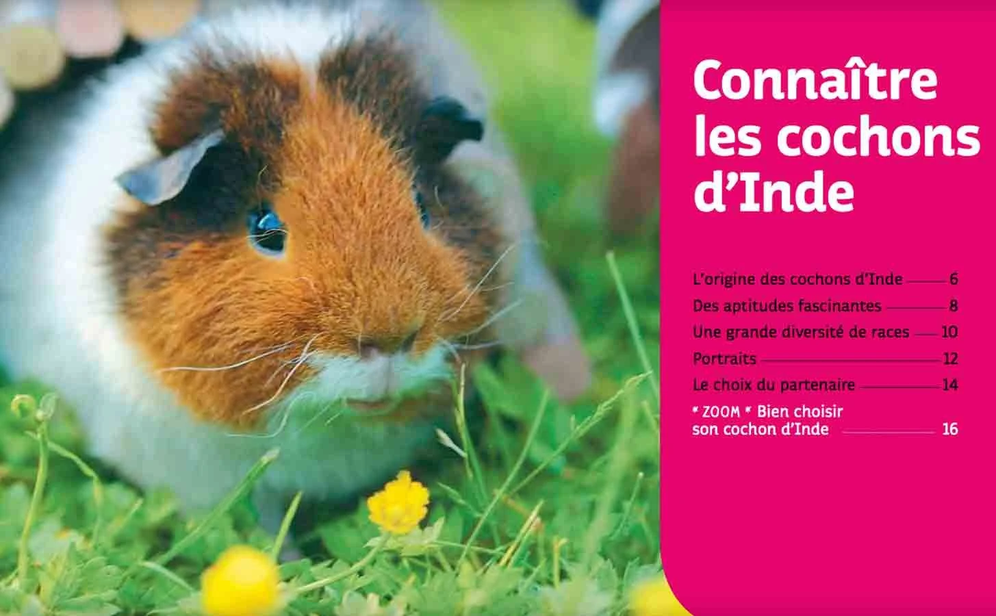 Livre - Cochons D'Inde 2 Livre - Cochons D'Inde – Image 2