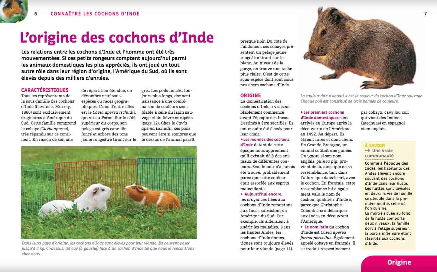 Livre - Cochons D'Inde 3 Livre - Cochons D'Inde – Image 3