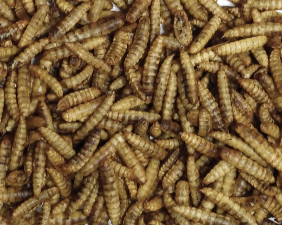 Ferme De Beaumont Insectes Soufflés Pop 375 G 2 Ferme De Beaumont Insectes Soufflés Pop 375 G – Image 2