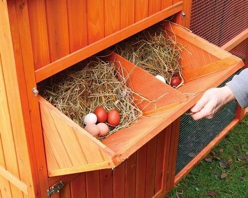 Poulailler Norway 4 Poulailler Norway – Image 4