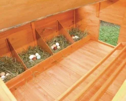 Poulailler Calgary -Équilibre Animal poulaillercalgary3