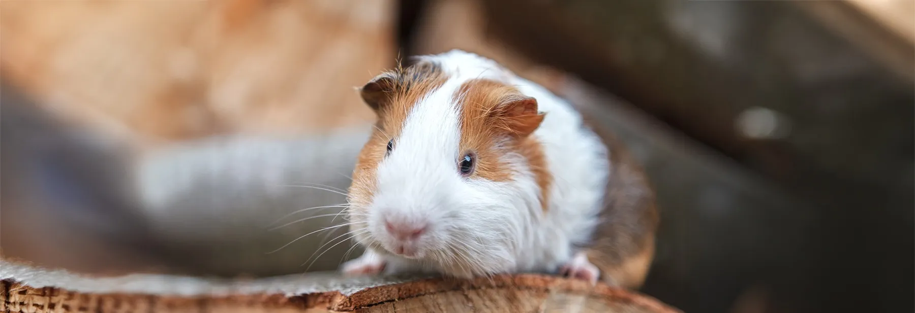 Équilibre Animal -Équilibre Animal couvsiteanimalis